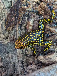 Poison Dart Frog